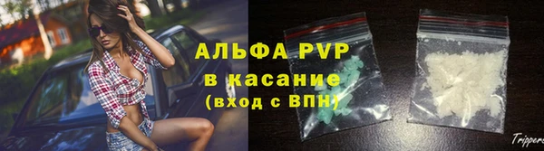 сатива Новозыбков
