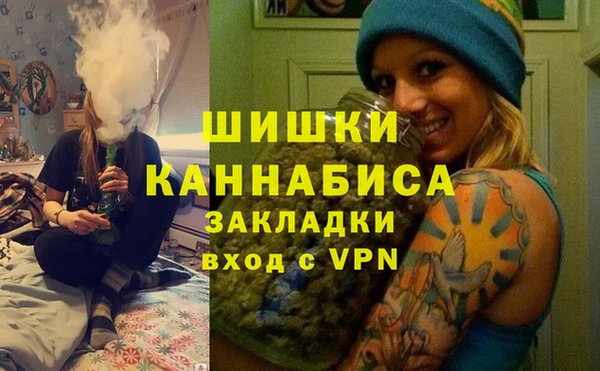 сатива Новозыбков
