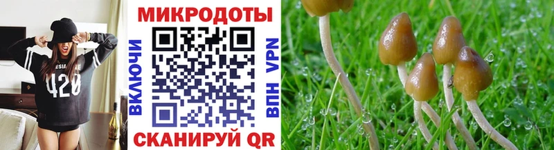 что такое наркотик  Неман  Галлюциногенные грибы Psilocybe 